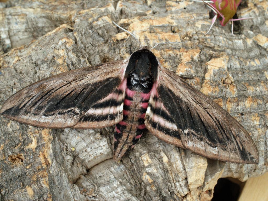 Privet Hawk-moth - Dave Shenton