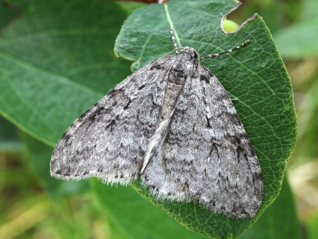 November moth - Garry Barlow
