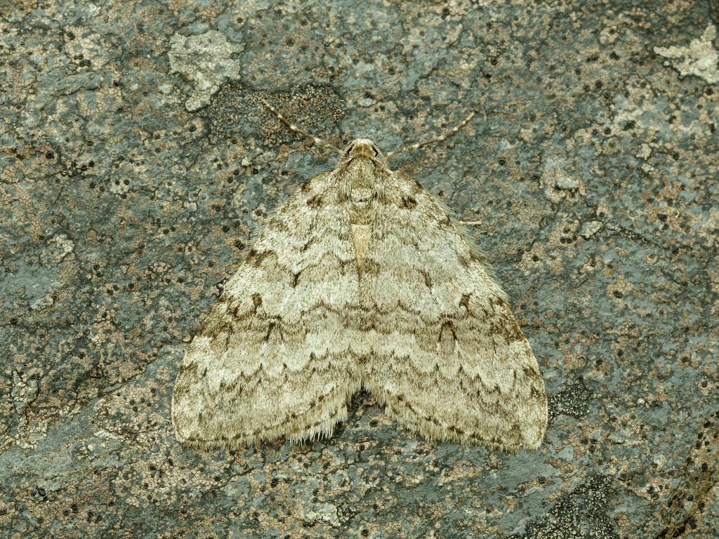 November moth - Iain H Leach