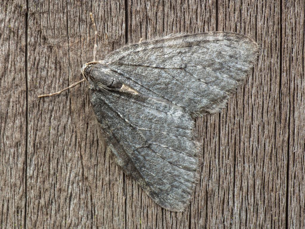 November moth - Derek Parker