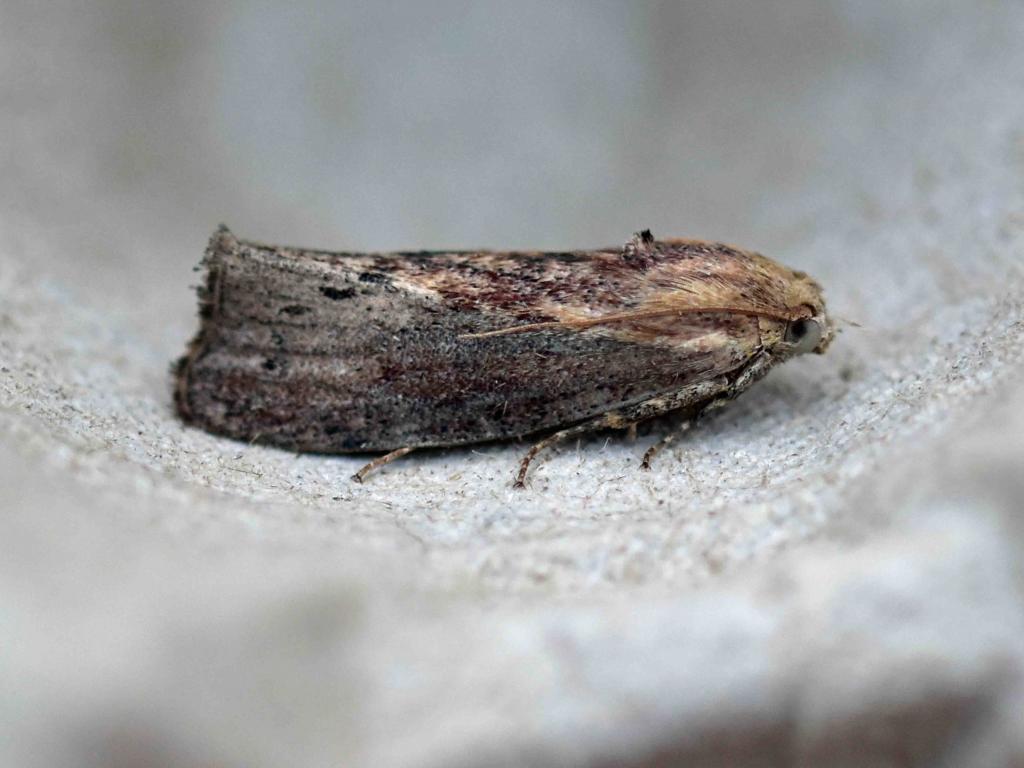 Greater Wax moth - Andrew Dejardin
