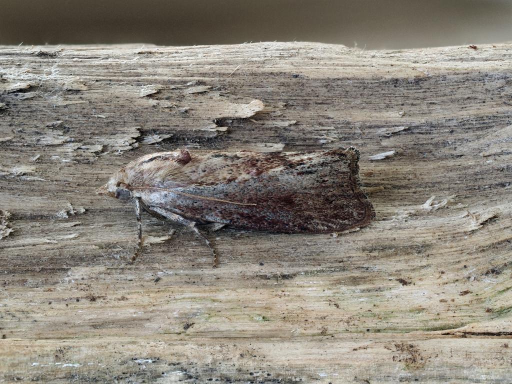 Greater Wax moth - Clive Jones