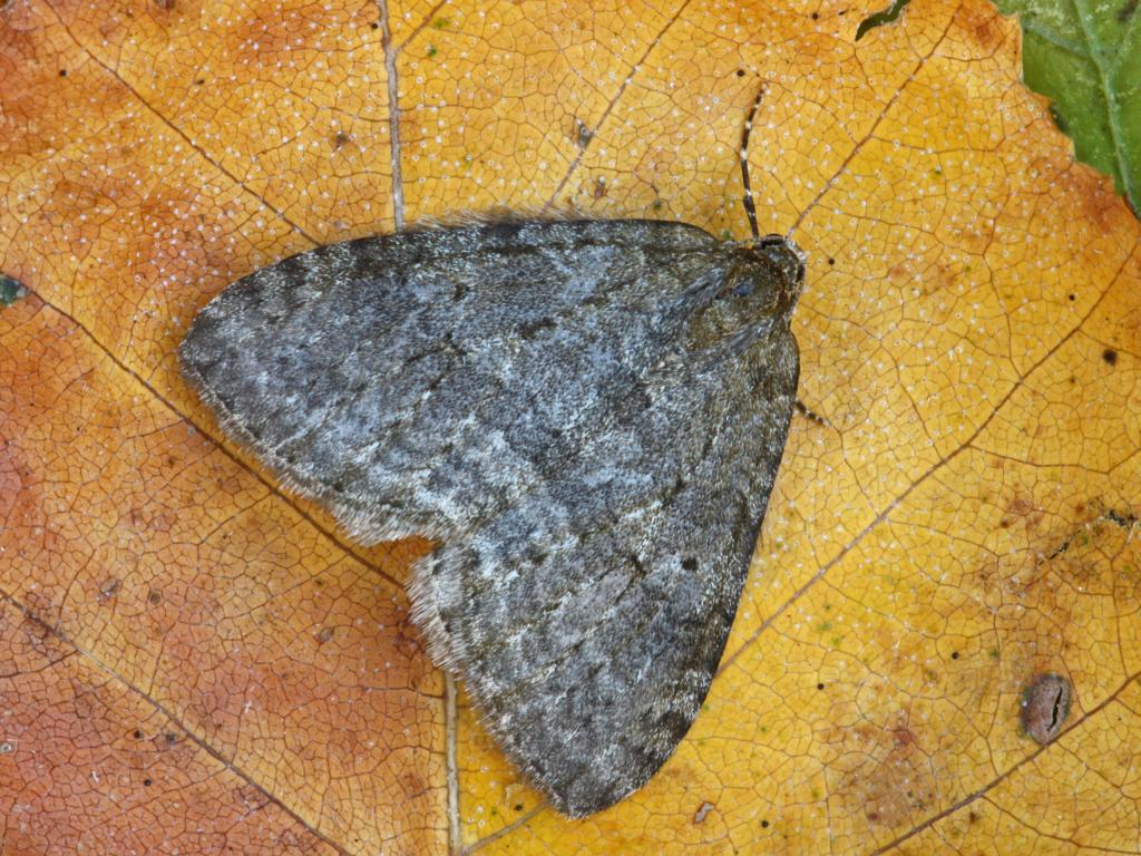 November moth - Peter Maton