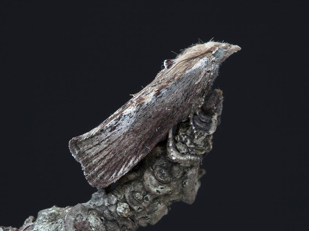 Greater Wax moth - Allan Drewitt