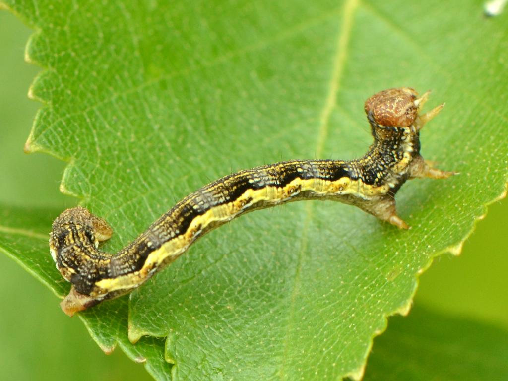 Mottled Umber (caterpillar) - Vlad Proklov