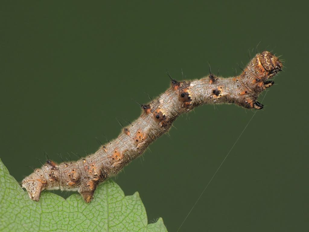 Pale Brindled Beauty (caterpillar) - Ryszard Szczygieł