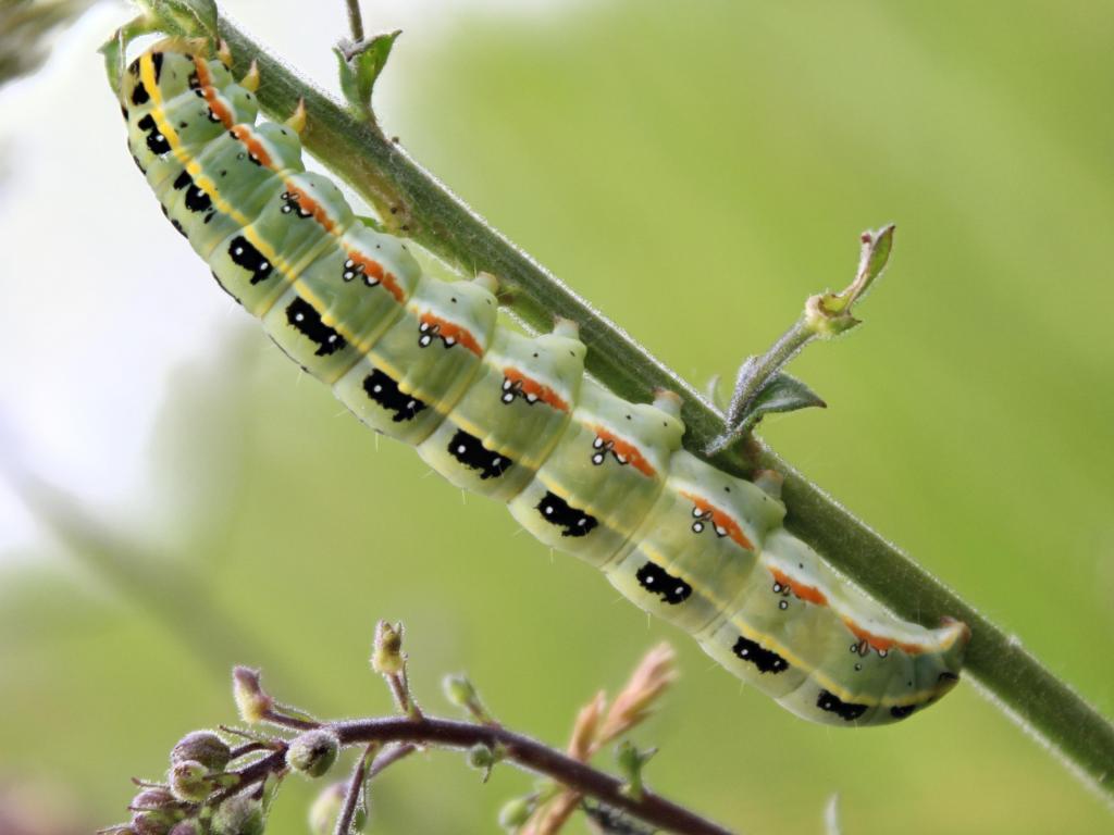 Sword-grass (caterpillar) - Marcell Kárpáti