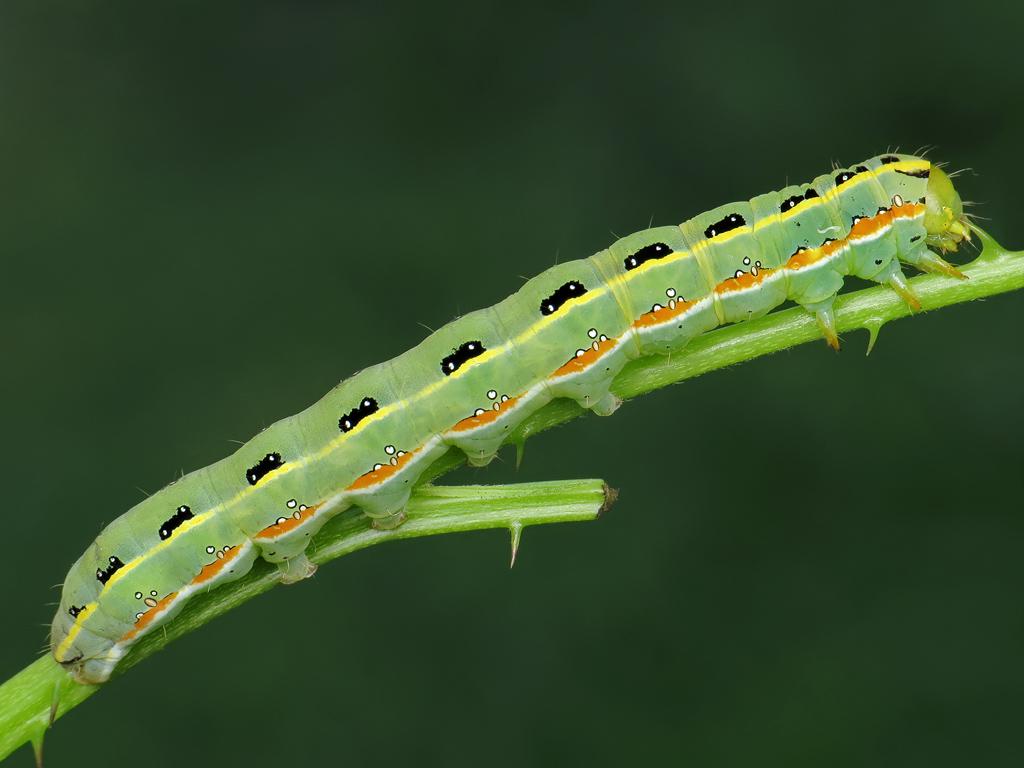 Sword-grass (caterpillar) - Ryszard Szczygieł