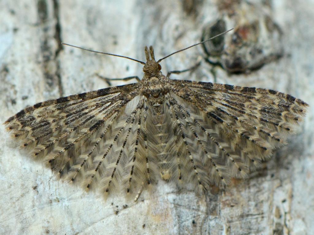 Twenty-plume Moth - Vlad Proklov