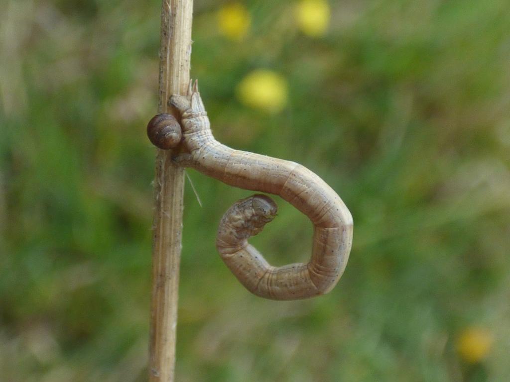 Straw Belle larva in defensive posture (Rebecca Levey)