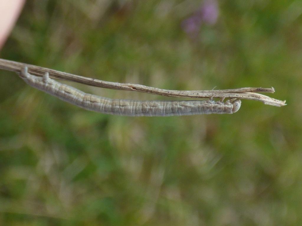 Straw Belle larva on dead grass stem (Rebecca Levey)