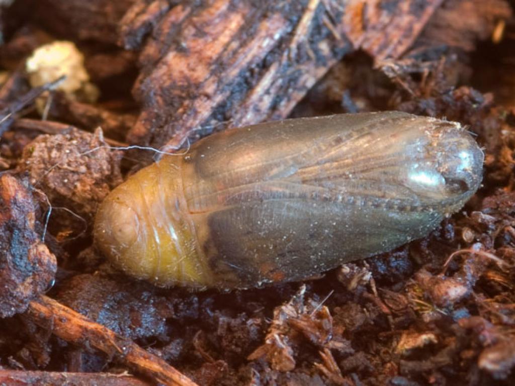Adonis Blue (pupa) by Peter Eeles