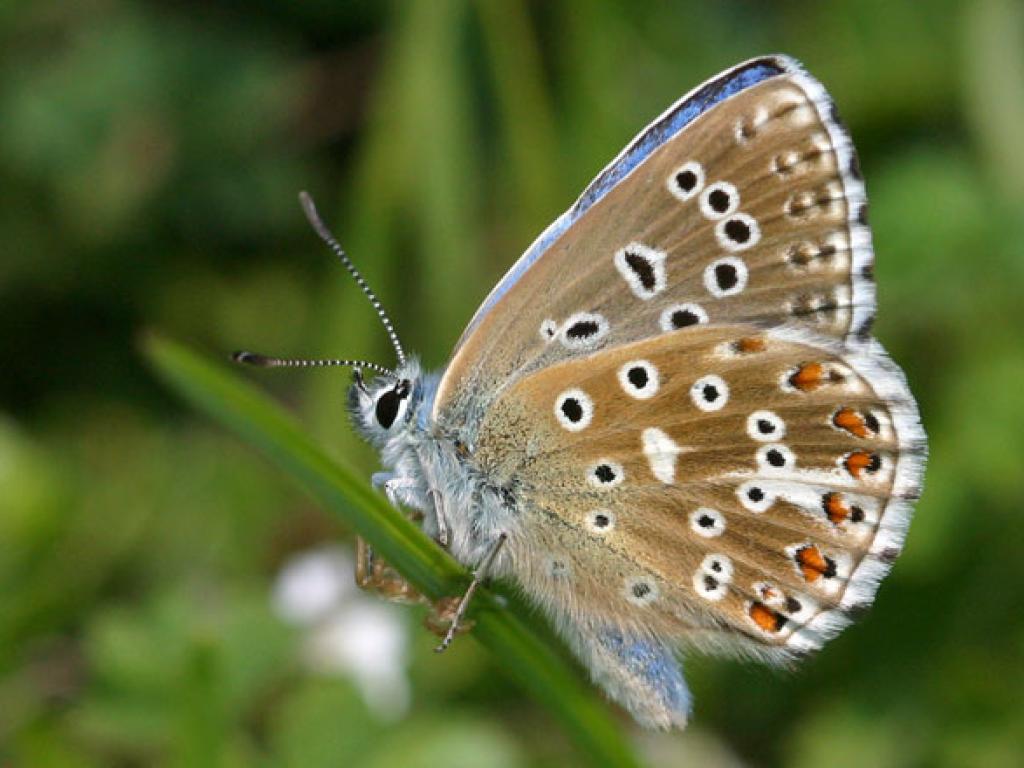 Adonis Blue (male/underwing) by Keith Warmington