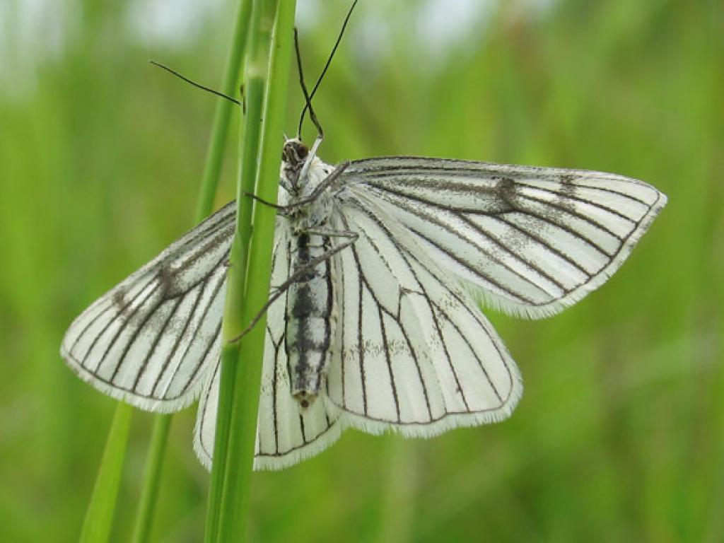 Black-veined Moth by Mark Parsons