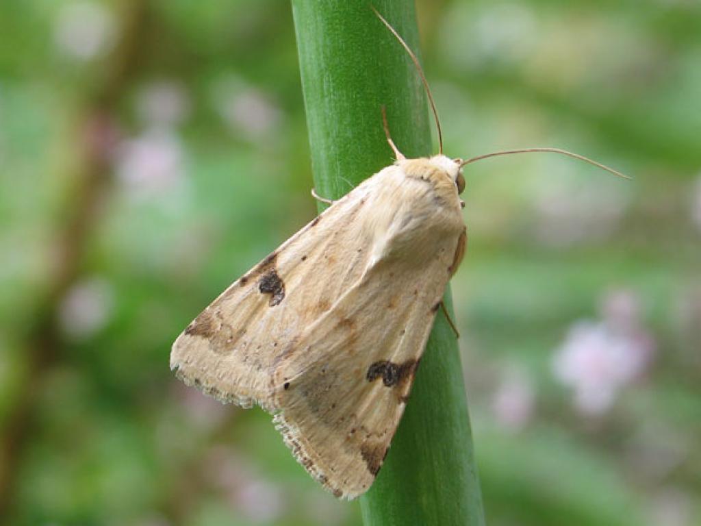 Bordered Straw by Mark Parsons