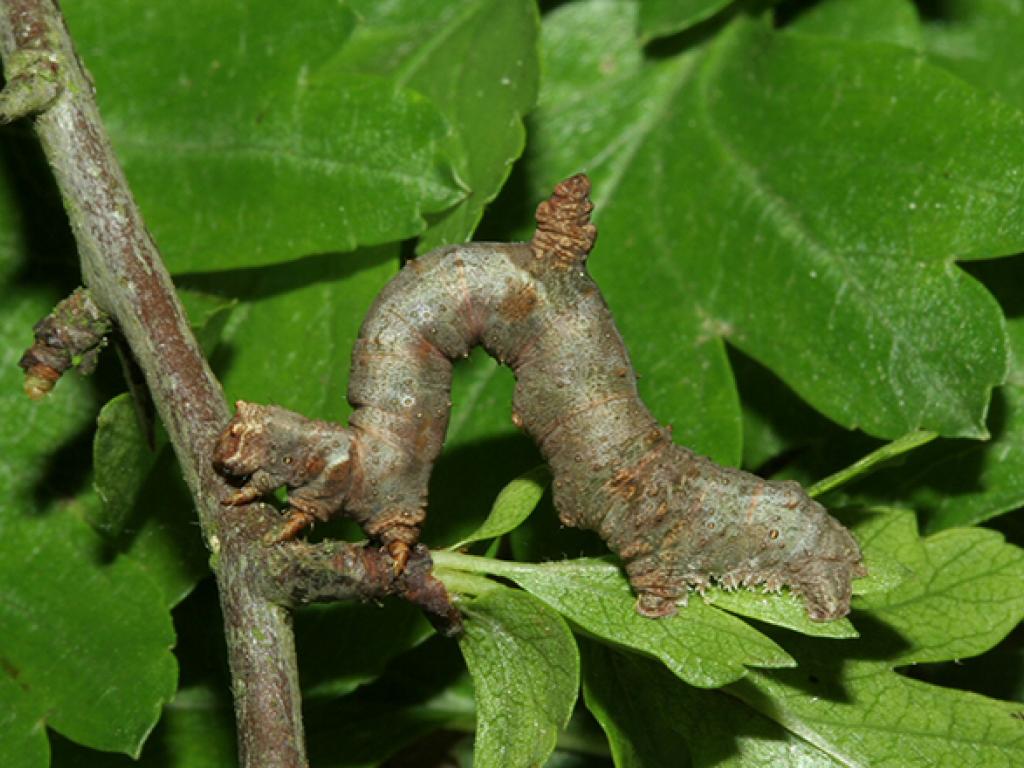 Brimstone Moth (caterpillar)