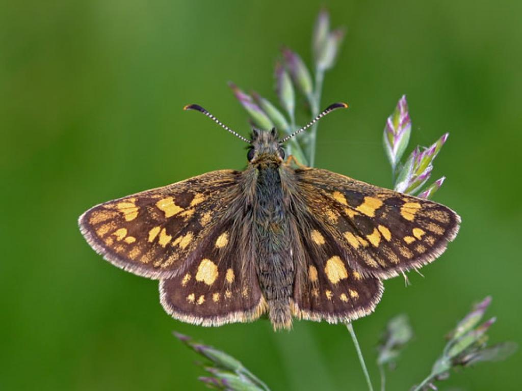 Chequered Skipper (upperwing) by Keith Warmington