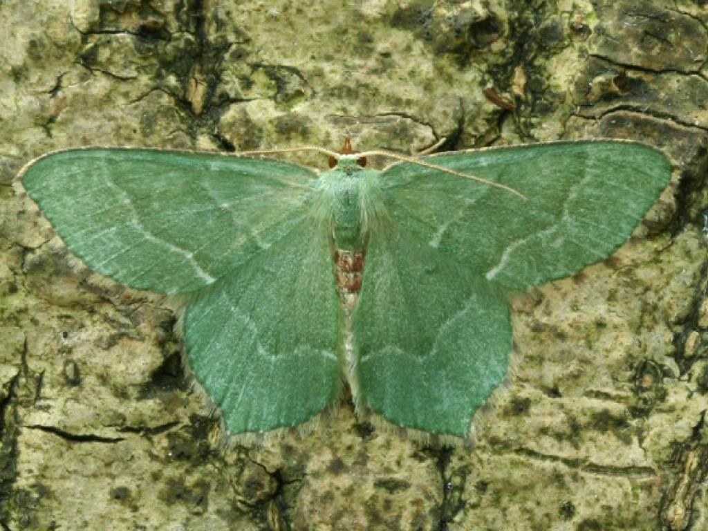 Common Emerald