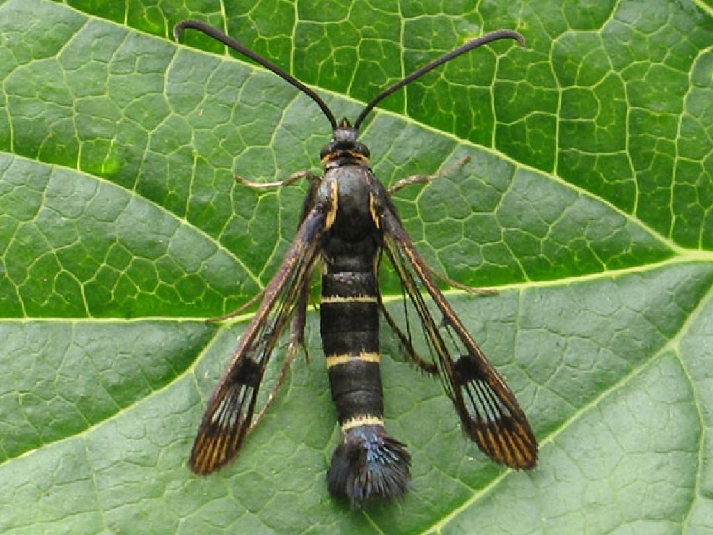Currant Clearwing by Mark Parsons