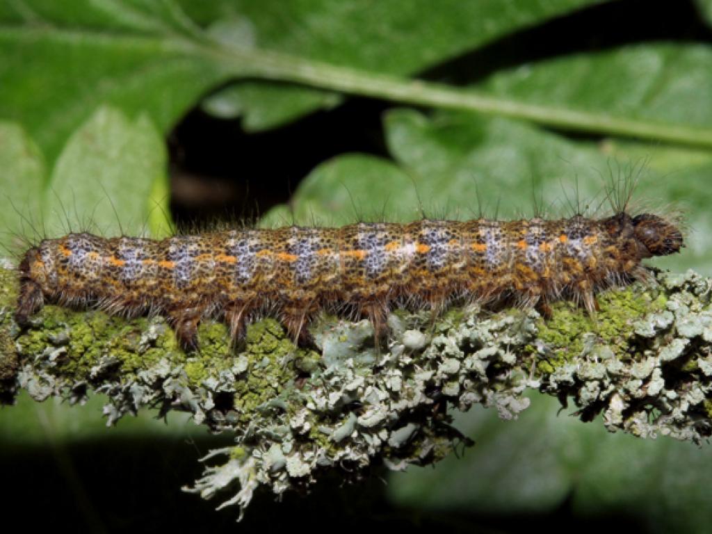 December Moth (caterpillar) - David Green