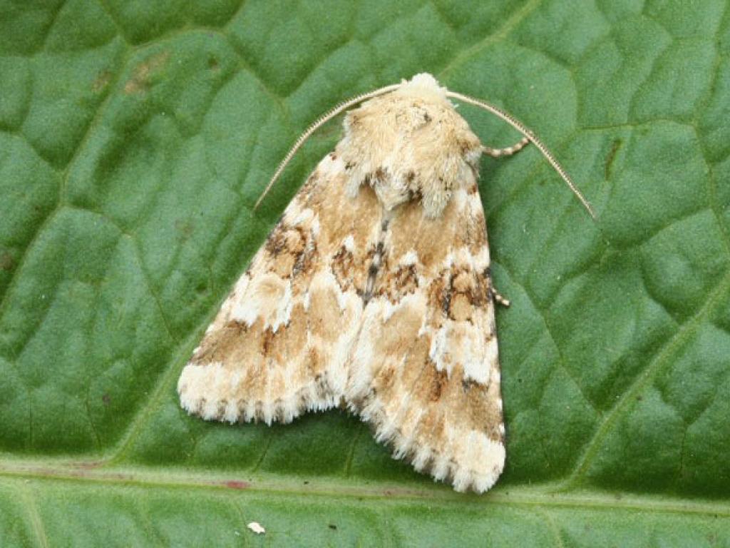Dusky Sallow by Dave Green