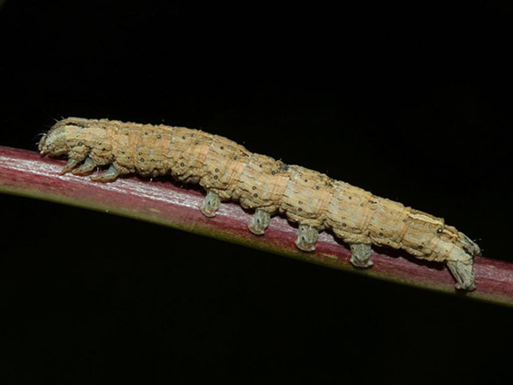 Early Grey (caterpillar)