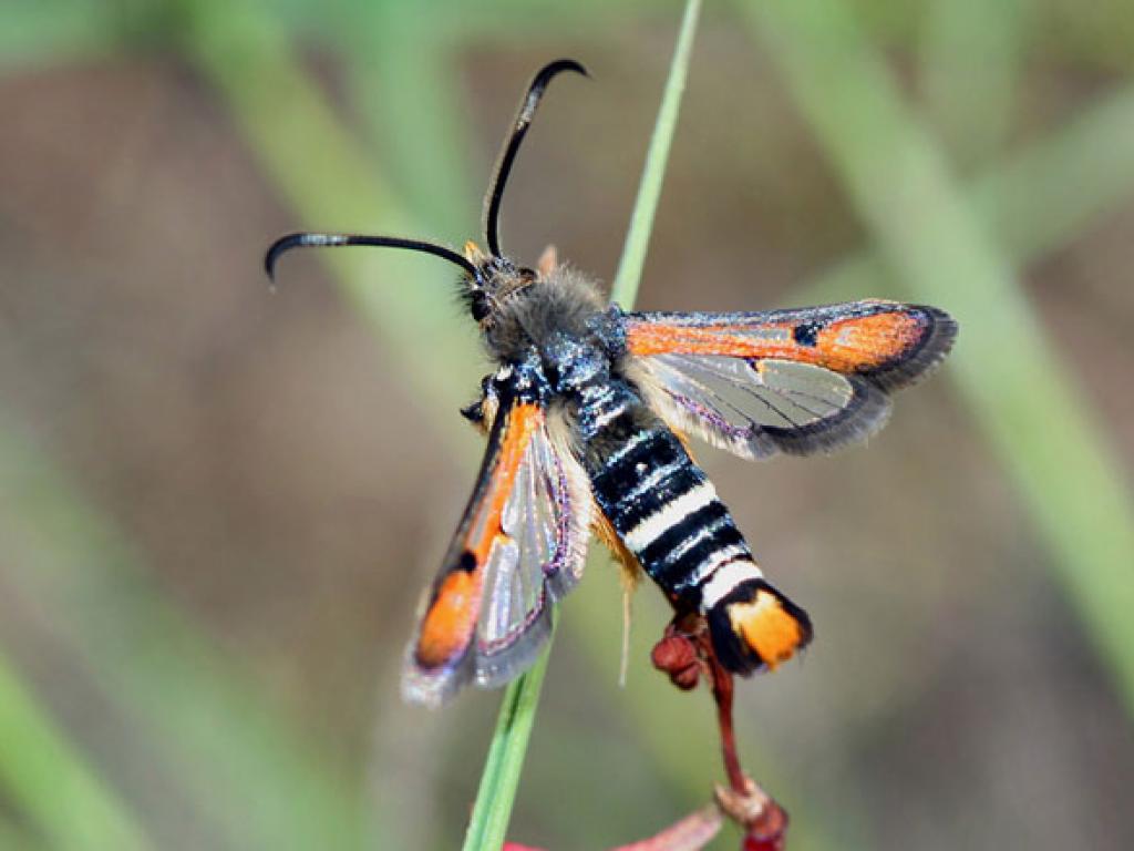 Fiery Clearwing by Keith Tailby