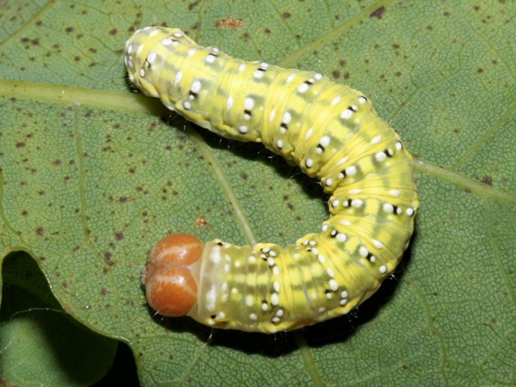 Frosted Green (caterpillar) - David Green