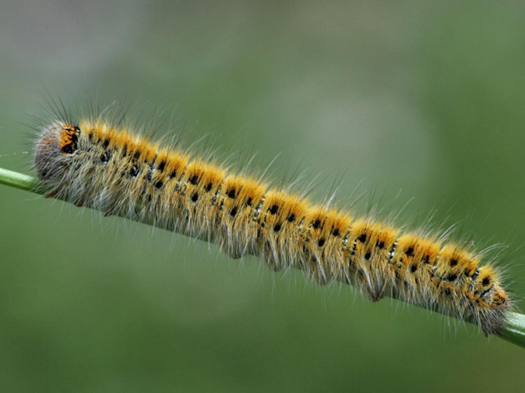 Grass Eggar (caterpillar)