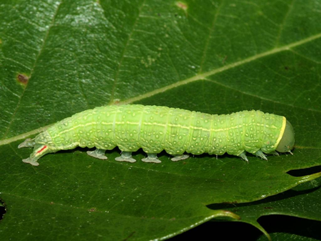Green Silver-lines (caterpillar)
