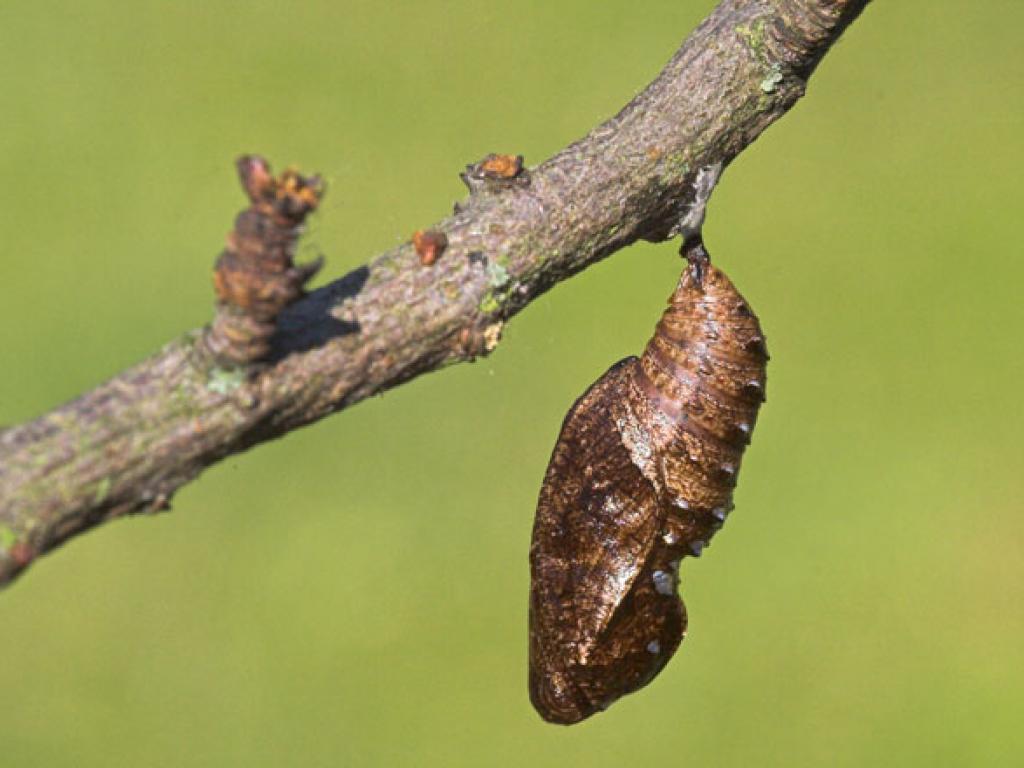 High Brown Fritillary (pupa) by Peter Eeles