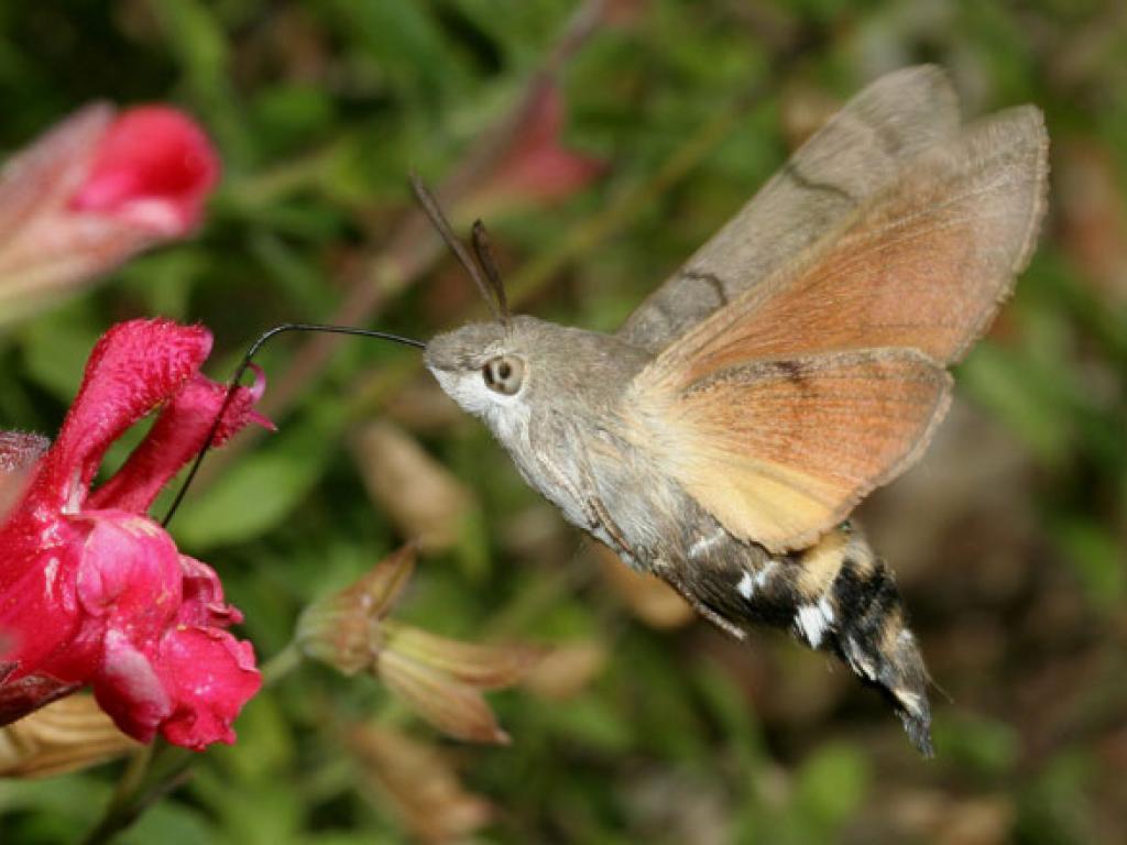 Humming-bird Hawk-moth by Dave Green