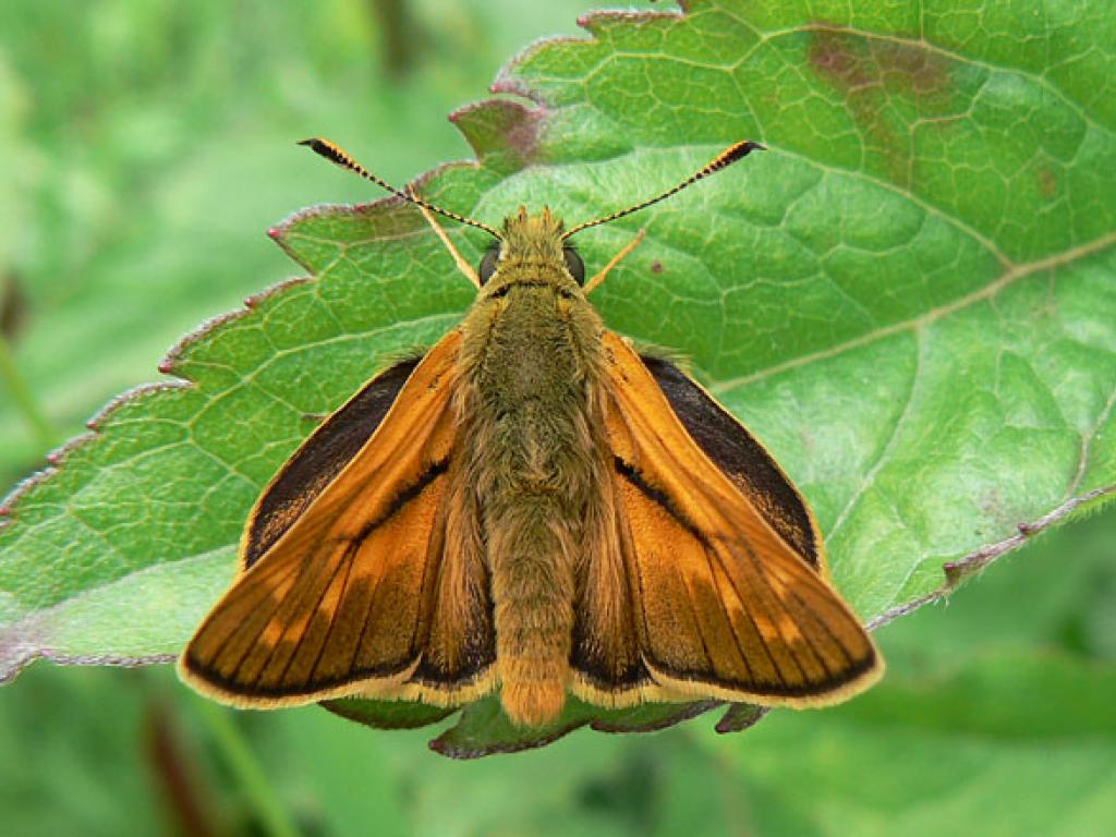 Large Skipper (upperwing) by Neil Hulme