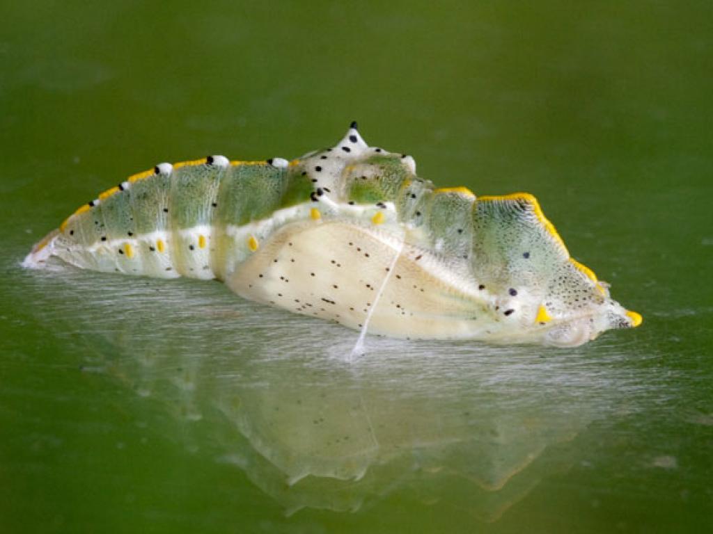 Large White (pupa) by Peter Eeles