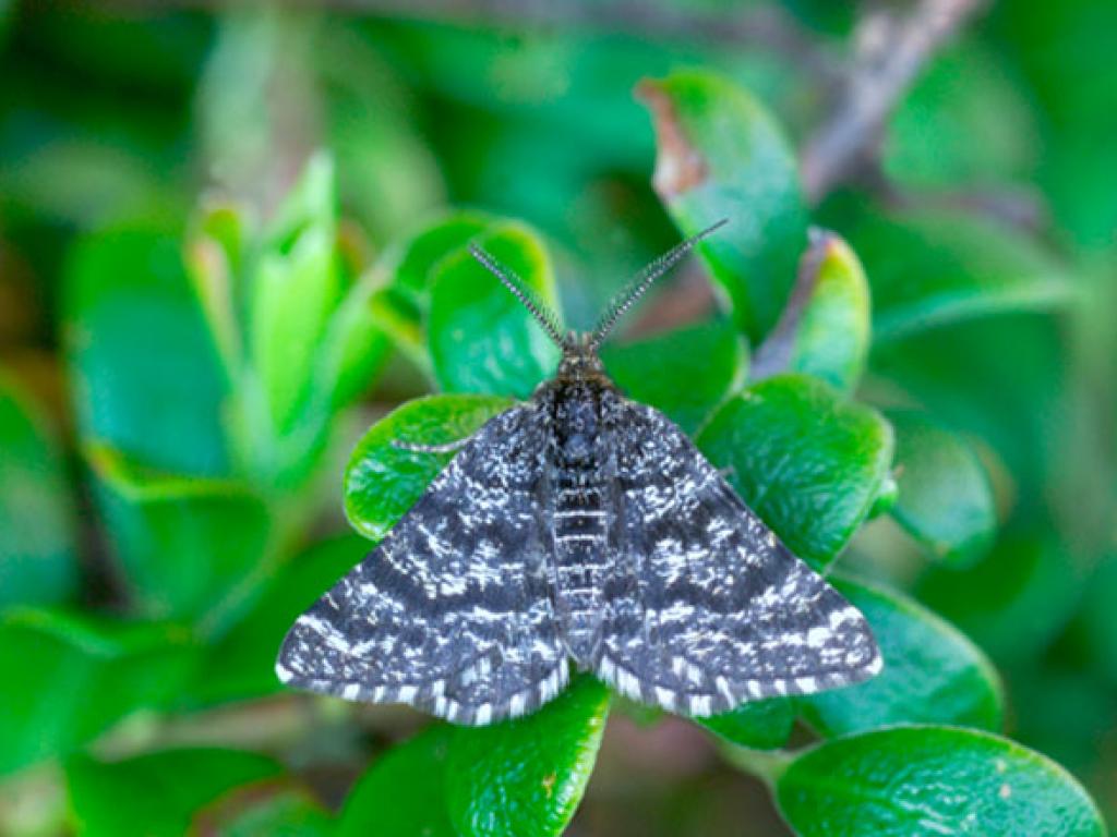 Netted Mountain Moth by Paul Pugh