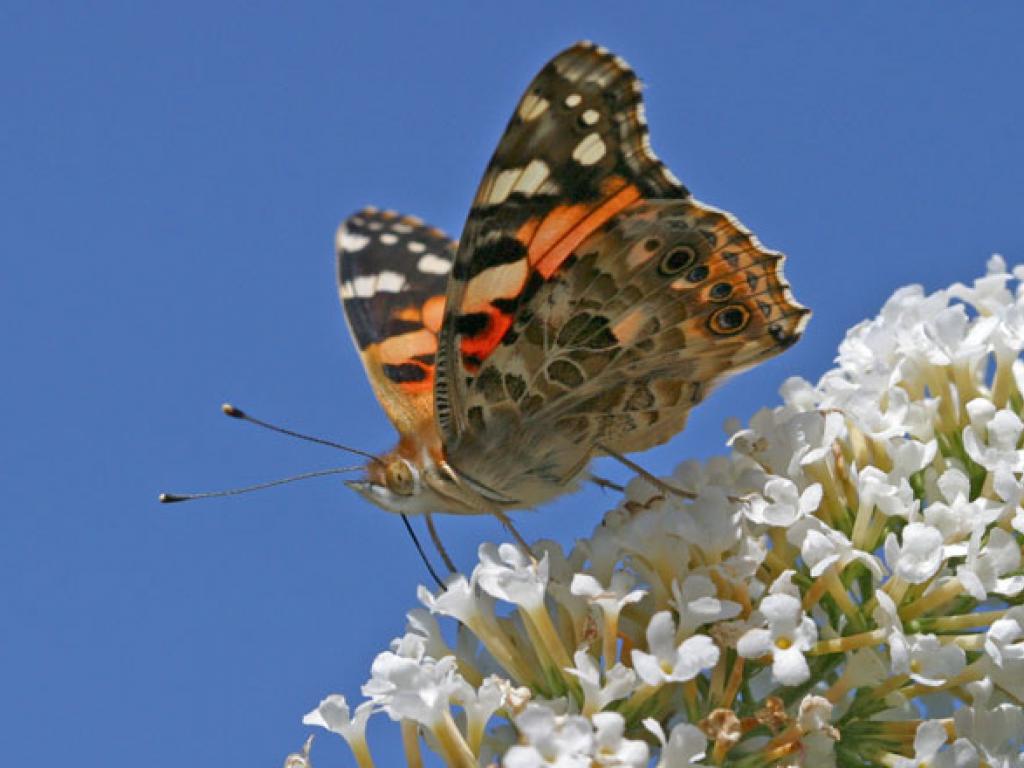 Painted Lady (underwing) by Keith Warmington