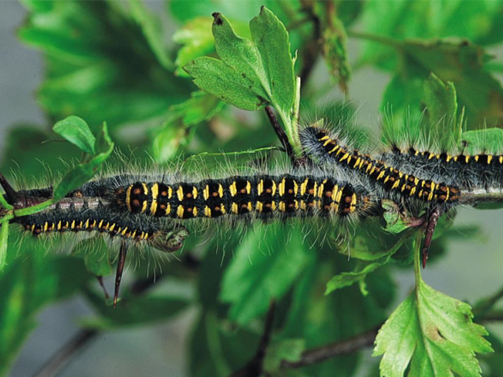 Pale Eggar (caterpillars)
