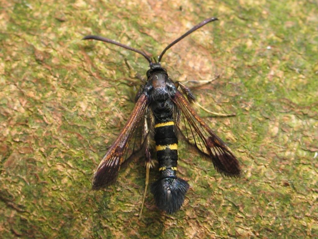 Sallow Clearwing