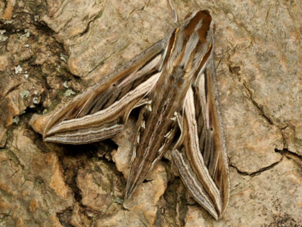 SIlver-striped Hawk-moth