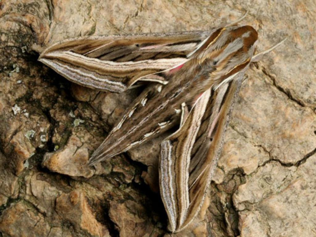 SIlver-striped Hawk-moth