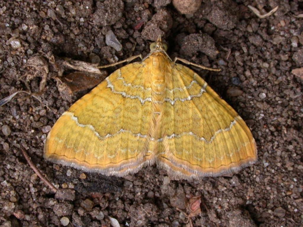 Yellow Shell by Les Hill