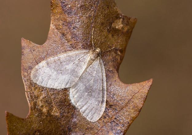 Winter Moth (male) - Tamás Nestor