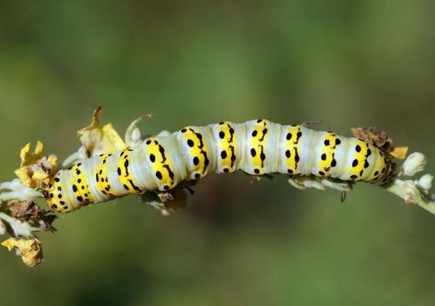 Striped Lychnis (caterpillar) - Ilia Ustyantsev
