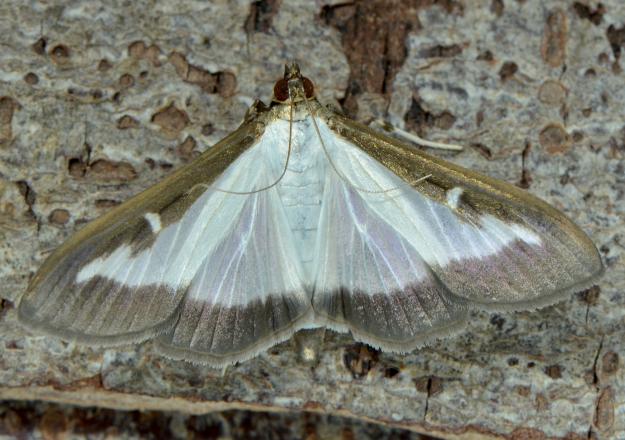 Box-tree moth - Vlad Proklov