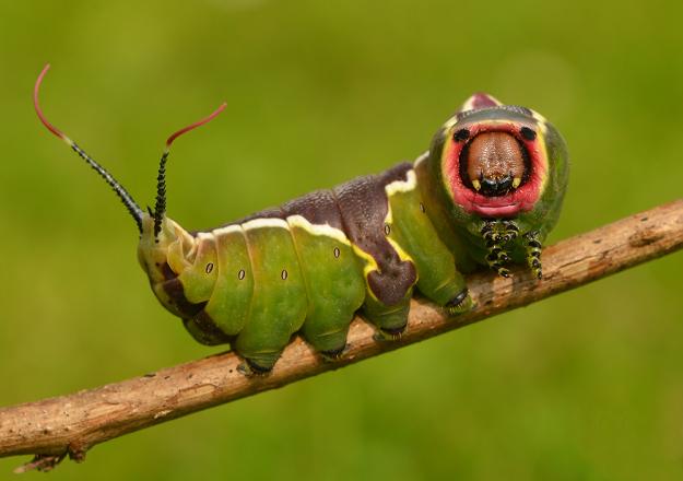 Puss moth (caterpillar in defence posture) - Pete Withers