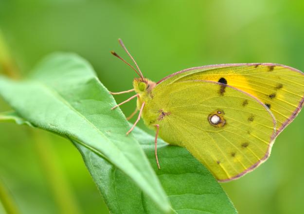 Clouded Yellow (underwing) - Nick Edge