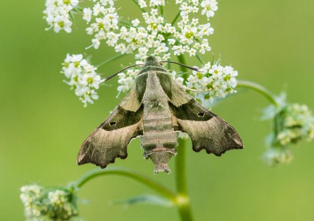Willowherb Hawk-moth - James O'Neill