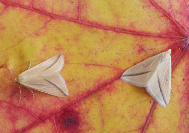Vestal moths - Samantha Batty