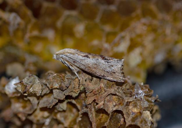 Greater Wax moth - Andrew Cooper