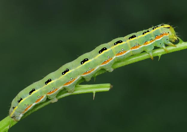 Sword-grass (caterpillar) - Ryszard Szczygieł